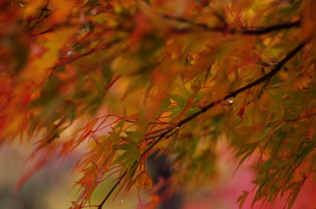 楓+DA 70mm+K-30縛り03