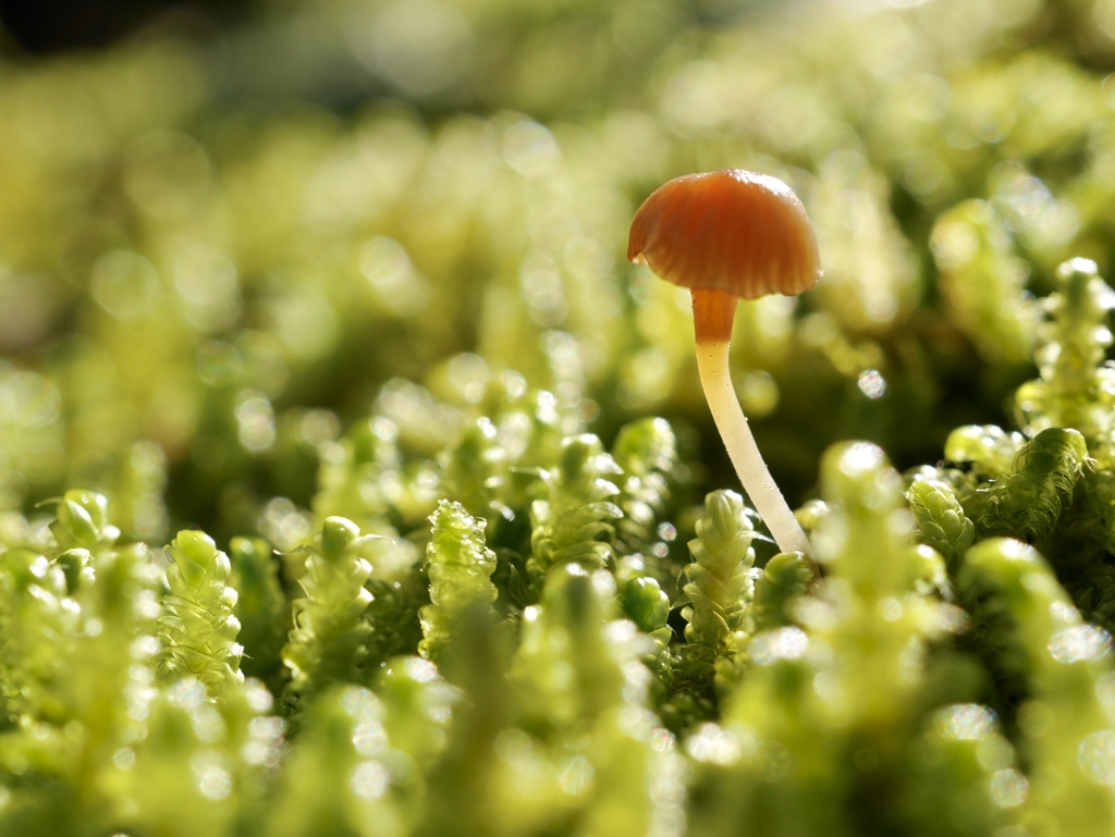 苔むす森の中で