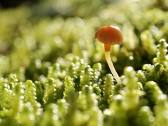 苔むす森の中で