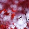 楓+DA 70mm+K-30縛り06