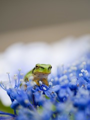 青い草原からこんにちは