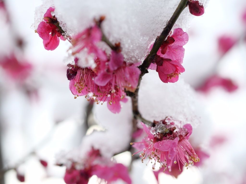 雪中梅