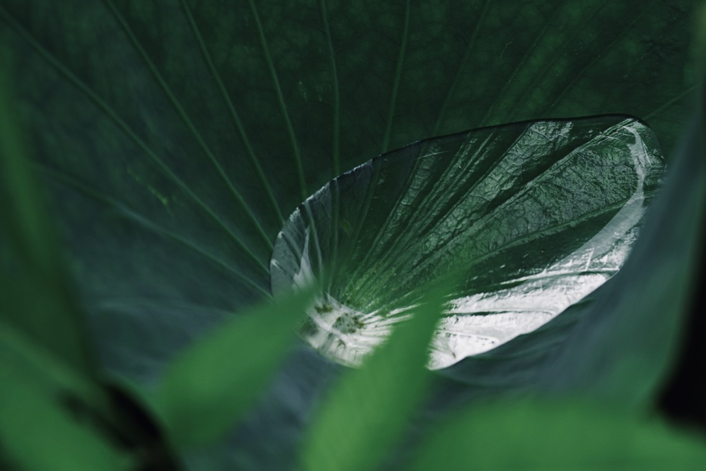 Transparent leaves in the leaves