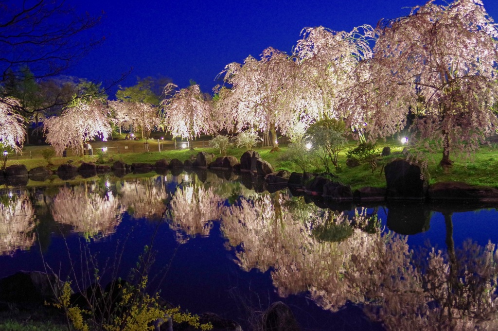 銭渕公園夜桜