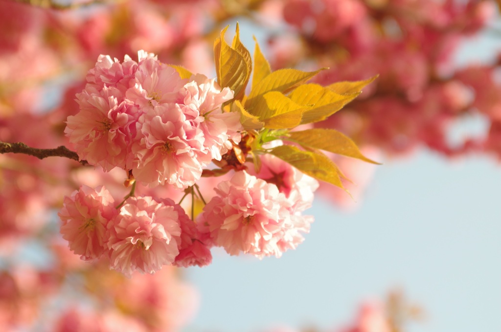 Double cherry blossoms