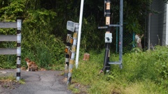 田舎time