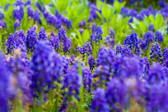 紫のお花