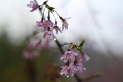 大野寺　雨