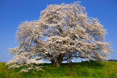 幾坂池の一本桜