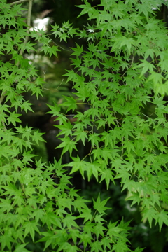 青紅葉