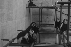 サル