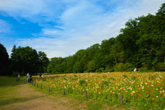 森林公園