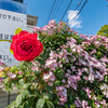 主役は赤いバラ＾＾￥