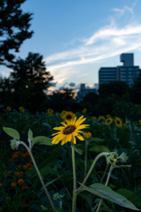 夕暮れひまわり！②