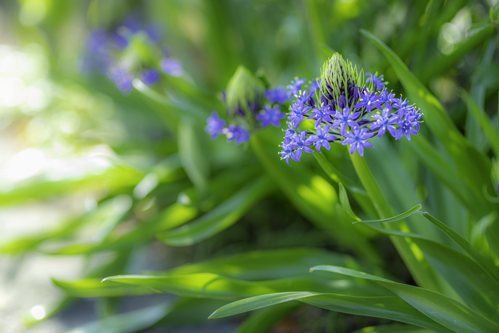 青き謎の花＾＾￥