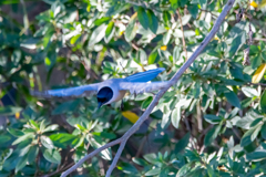 オナガの飛翔！