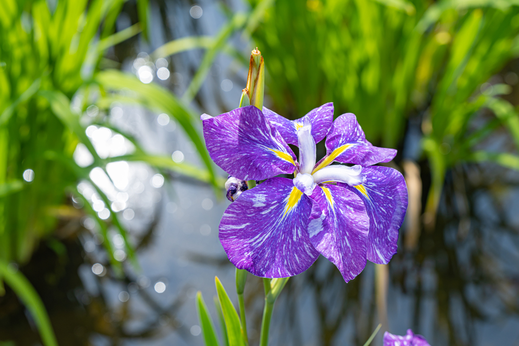足立区　しょうぶ沼公園の菖蒲＾＾￥