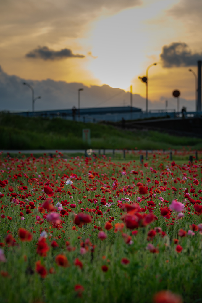 夕暮れポピー畑