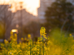 夕暮れ菜の花！