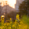 夕暮れ菜の花！