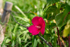 南国の花のような! 南国の花のような!