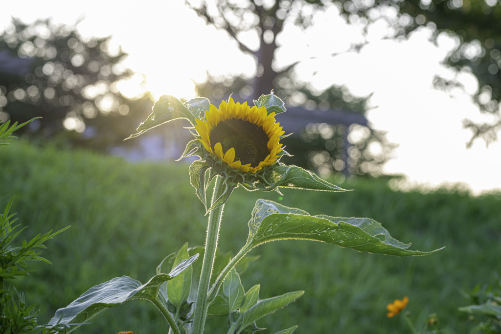 夕暮れひまわり＾＾￥①