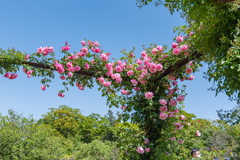 GWの薔薇公園から＾＾￥