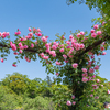 GWの薔薇公園から＾＾￥
