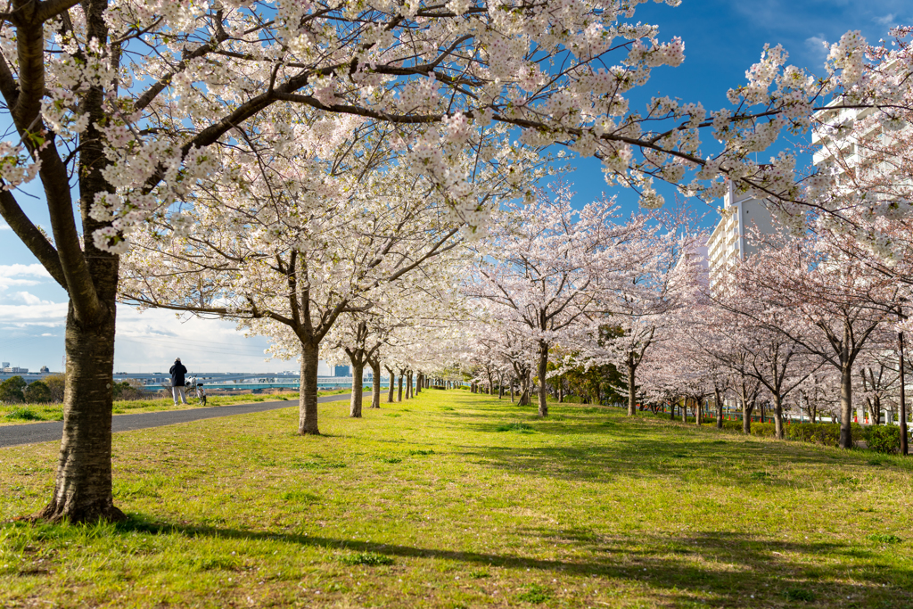 桜盛り