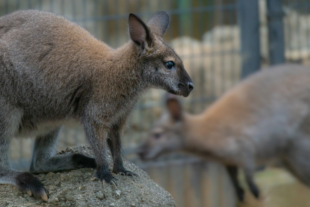 近所のミニ動物園⑥