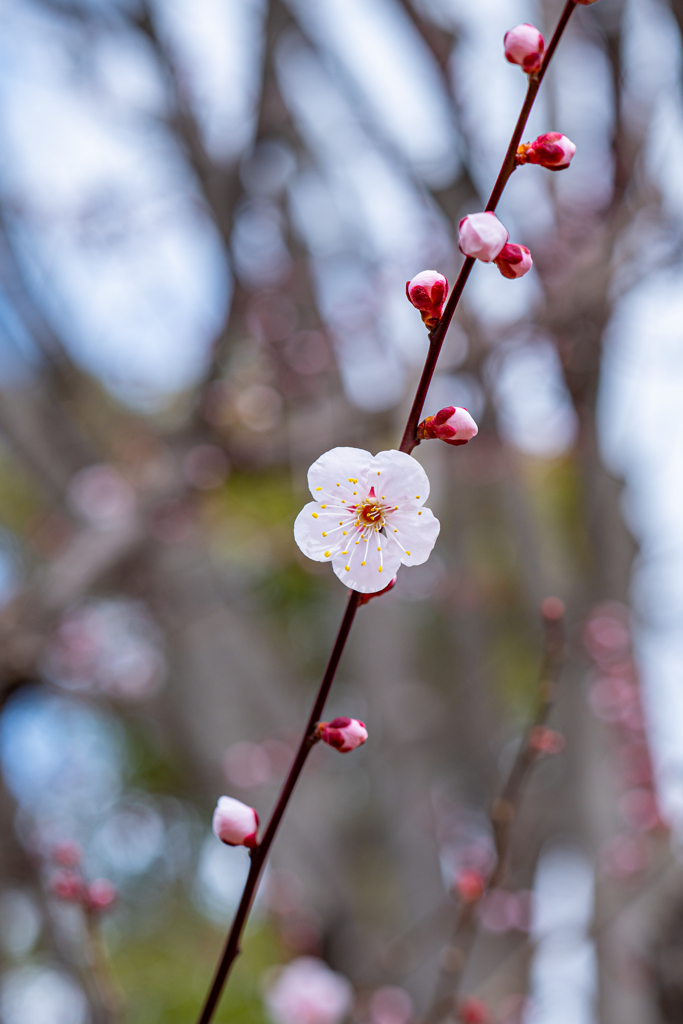 春梅＾＾￥ Spring coming soon ♪