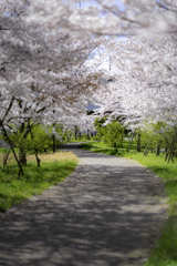 桜2020④桜と小道＾＾￥