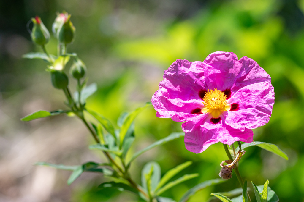 紙をしわくちゃにした様な花びらですが！