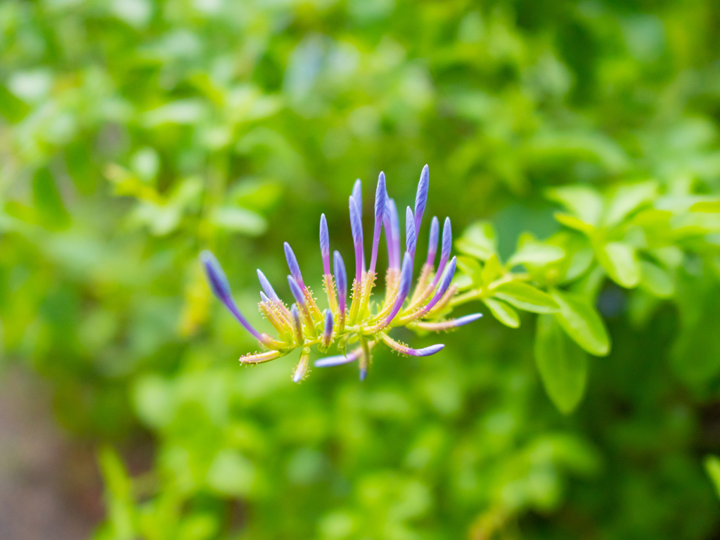 真夏の曇りの日のショット①