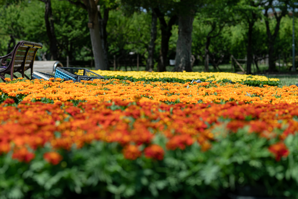 花を植える前