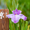 京・菖蒲＾＾￥