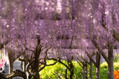 藤の天井
