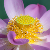 水元公園　蓮の花　2022　②＾＾￥
