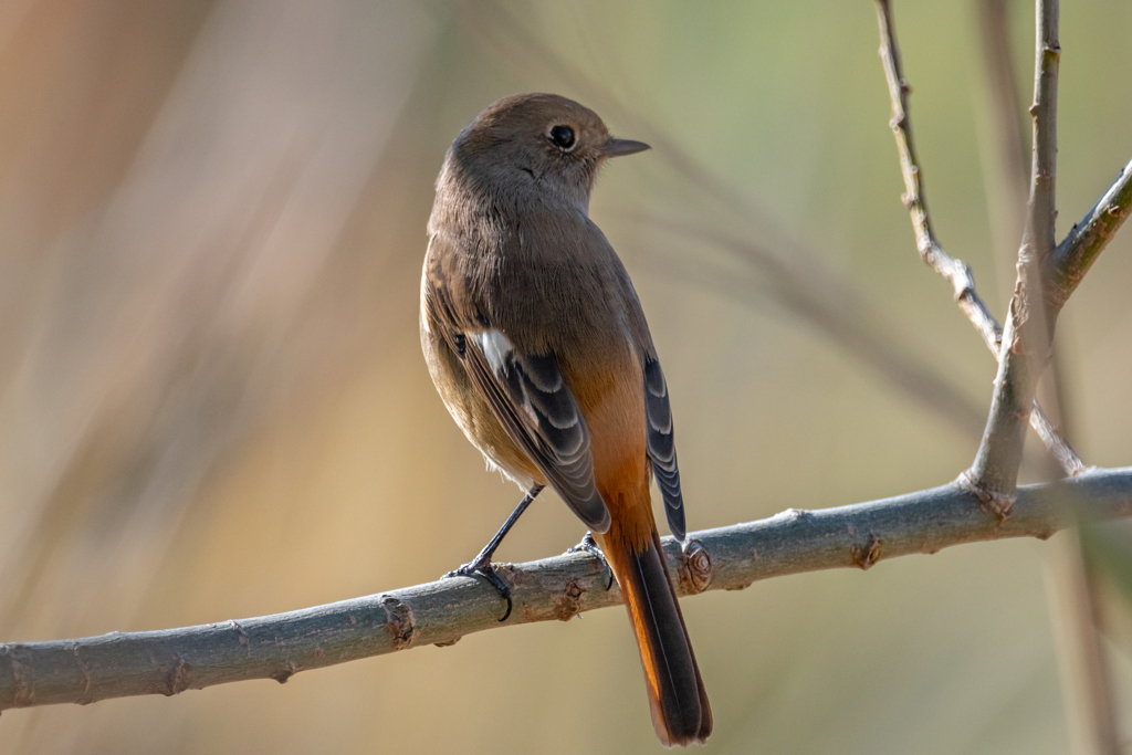 第二回 手賀沼 野鳥撮影 ジョウビタキ再び現る！