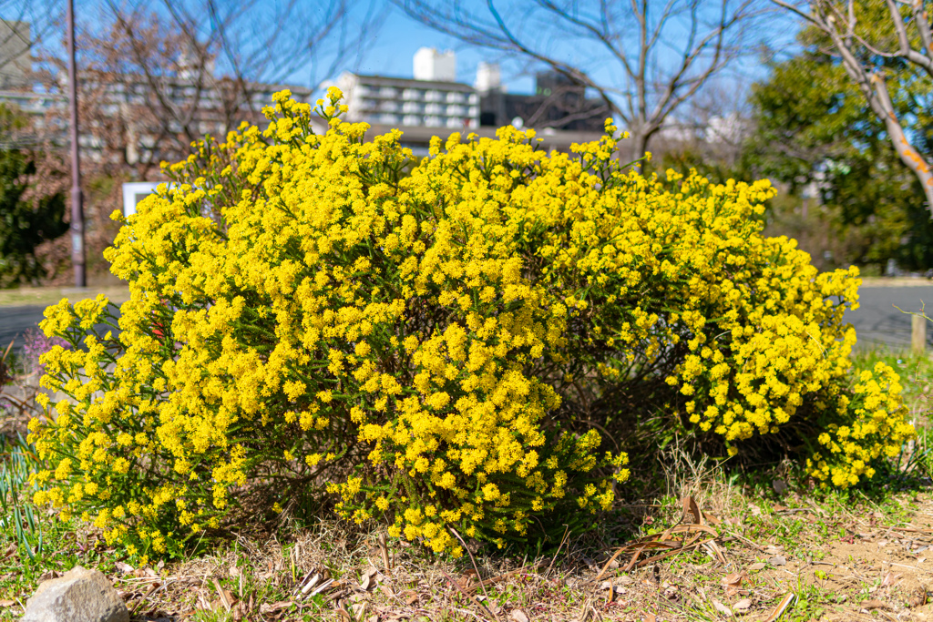 黄色い花の束＾＾￥