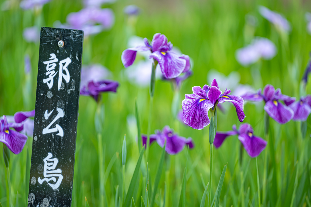 足立区　しょうぶ沼公園の菖蒲　なんて読むんでしょうね？＾＾￥