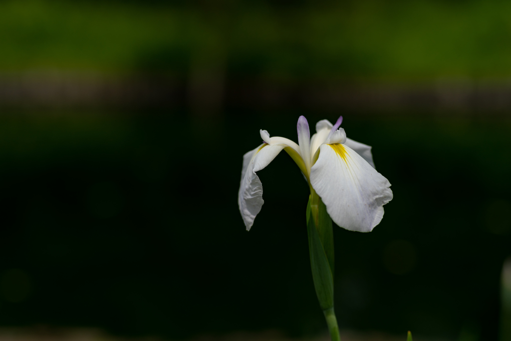 向島百花園に行こう！①