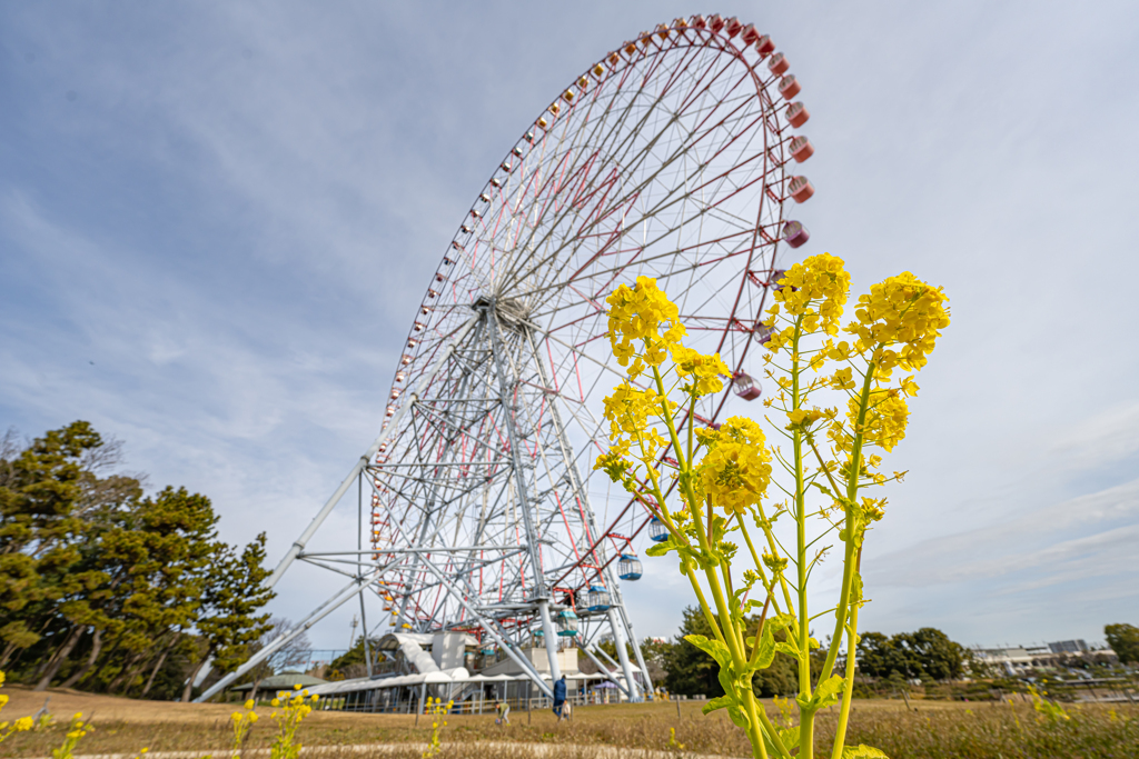 菜の花と観覧車＾＾￥