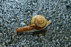 ぐづついた天気の日は標準ズーム②