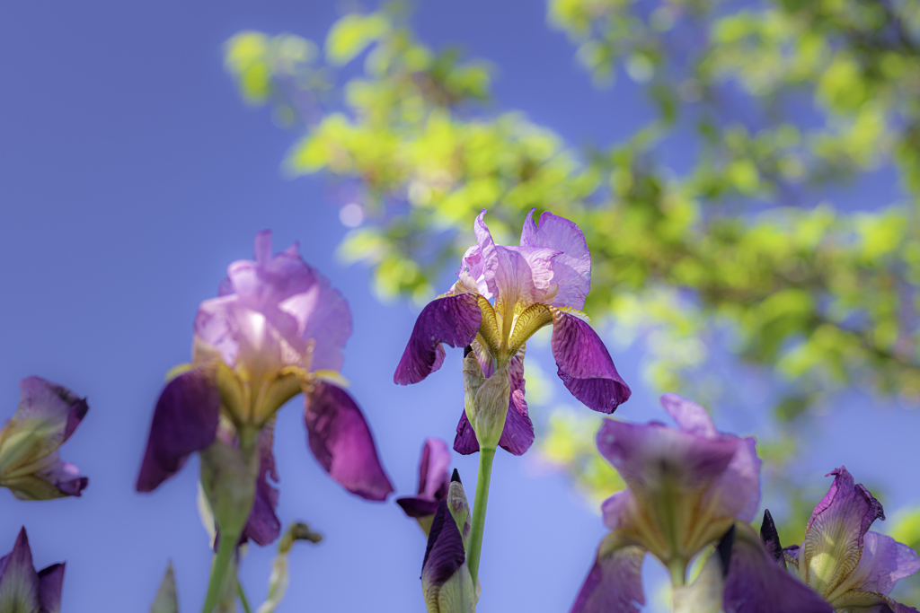 青空に咲く　紫の花＾＾￥