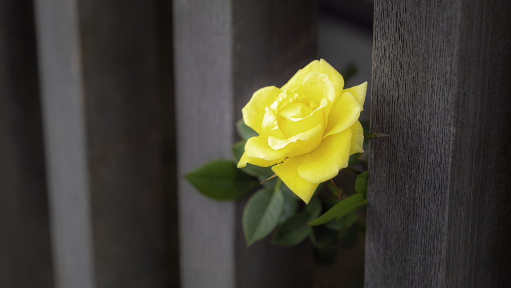 隙間から花一輪＾＾￥