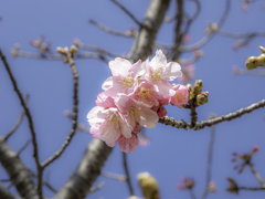 河津桜２０２１　①