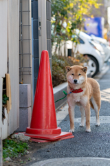 今日のワンコ！