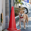 今日のワンコ！