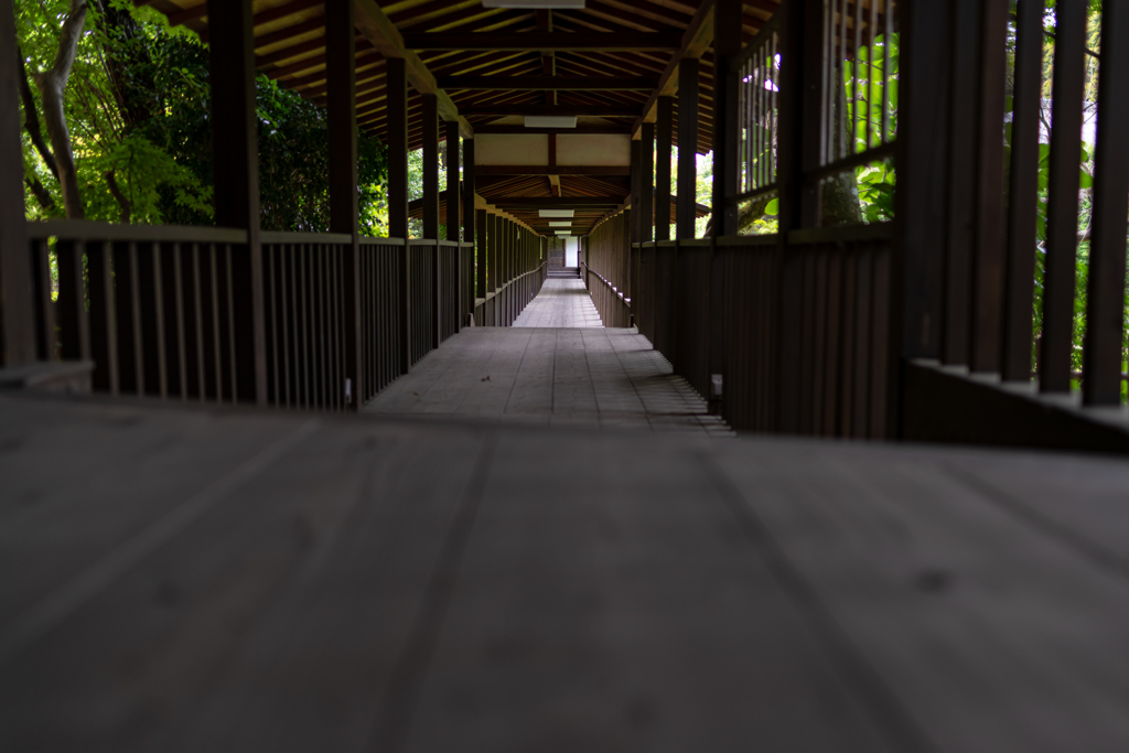 本土寺　渡り廊下の彼方